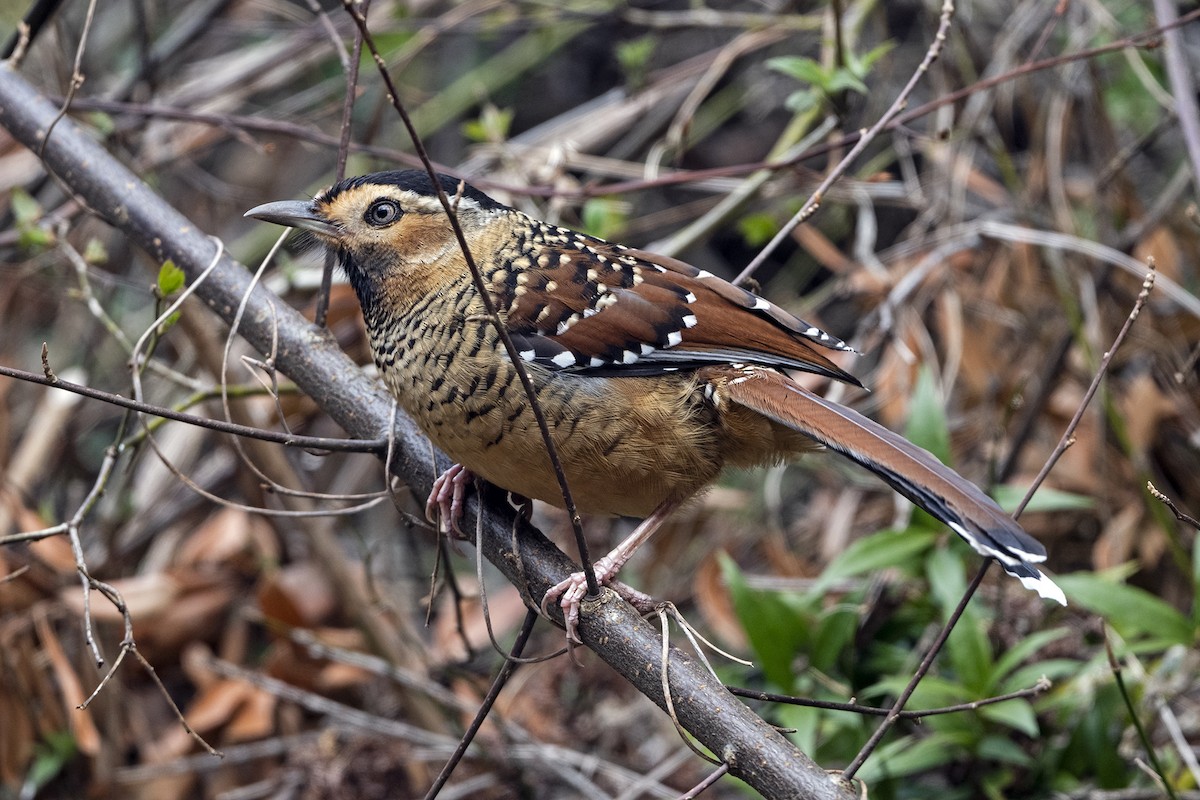 Spotted Laughingthrush (Black-headed) - ML647504975