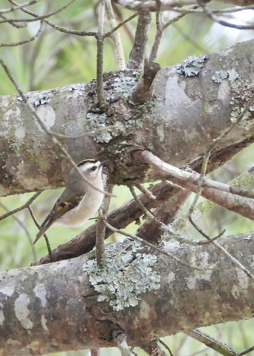 アメリカキクイタダキ - ML647504976