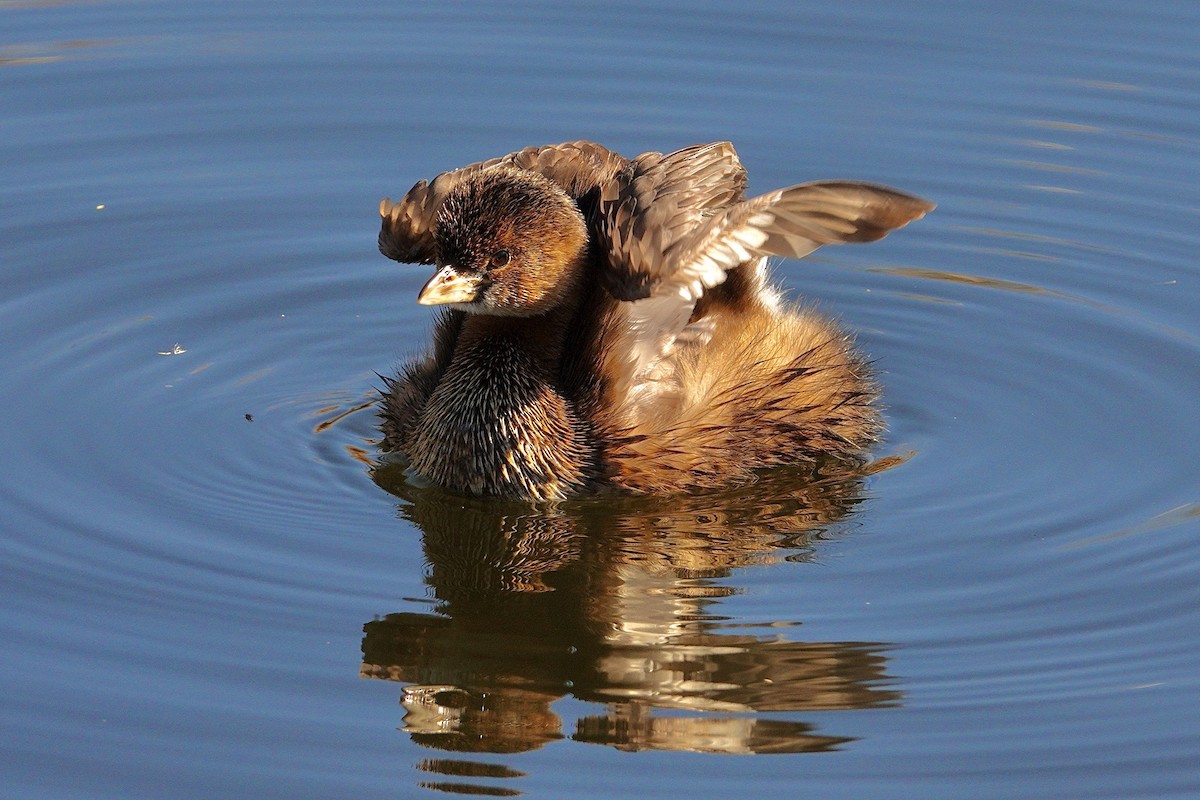 オビハシカイツブリ - ML647504977