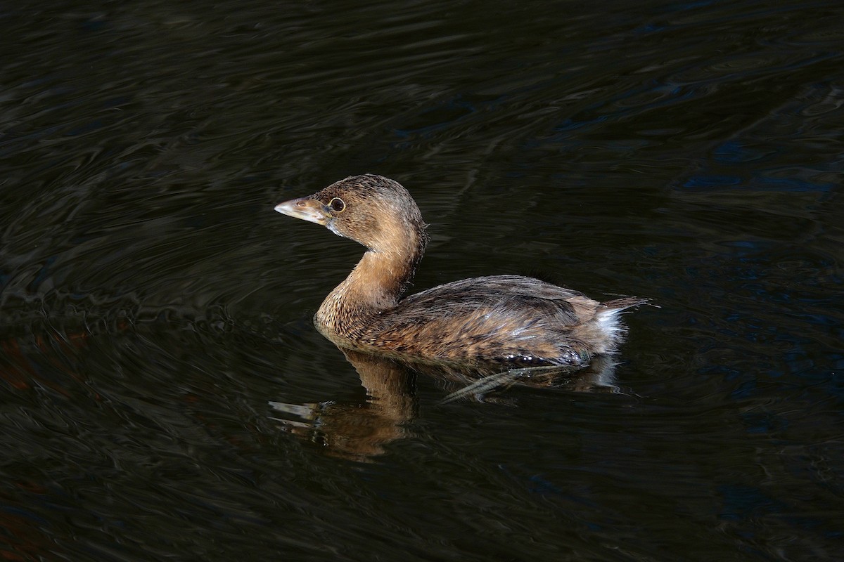 オビハシカイツブリ - ML647504978