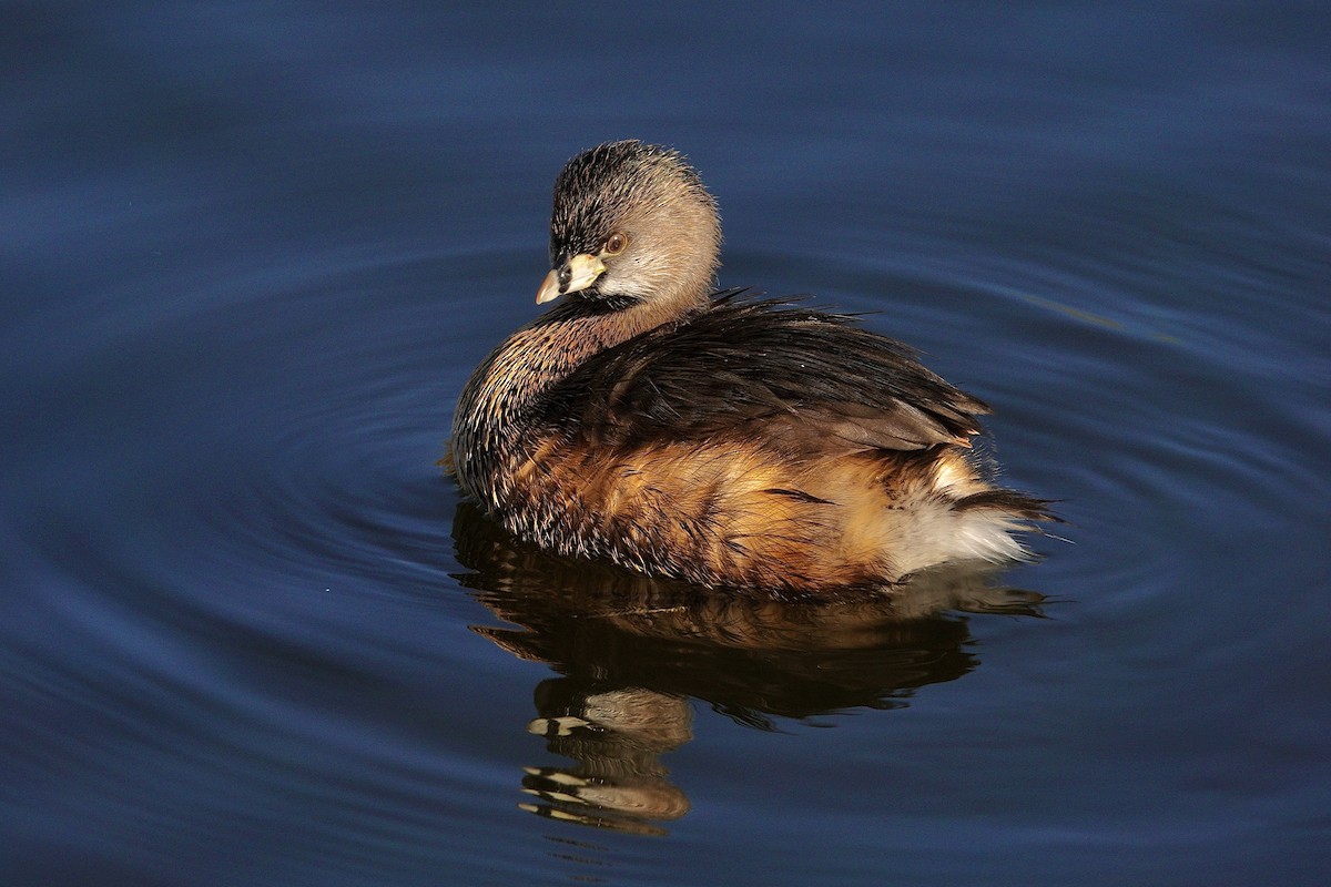 オビハシカイツブリ - ML647504979