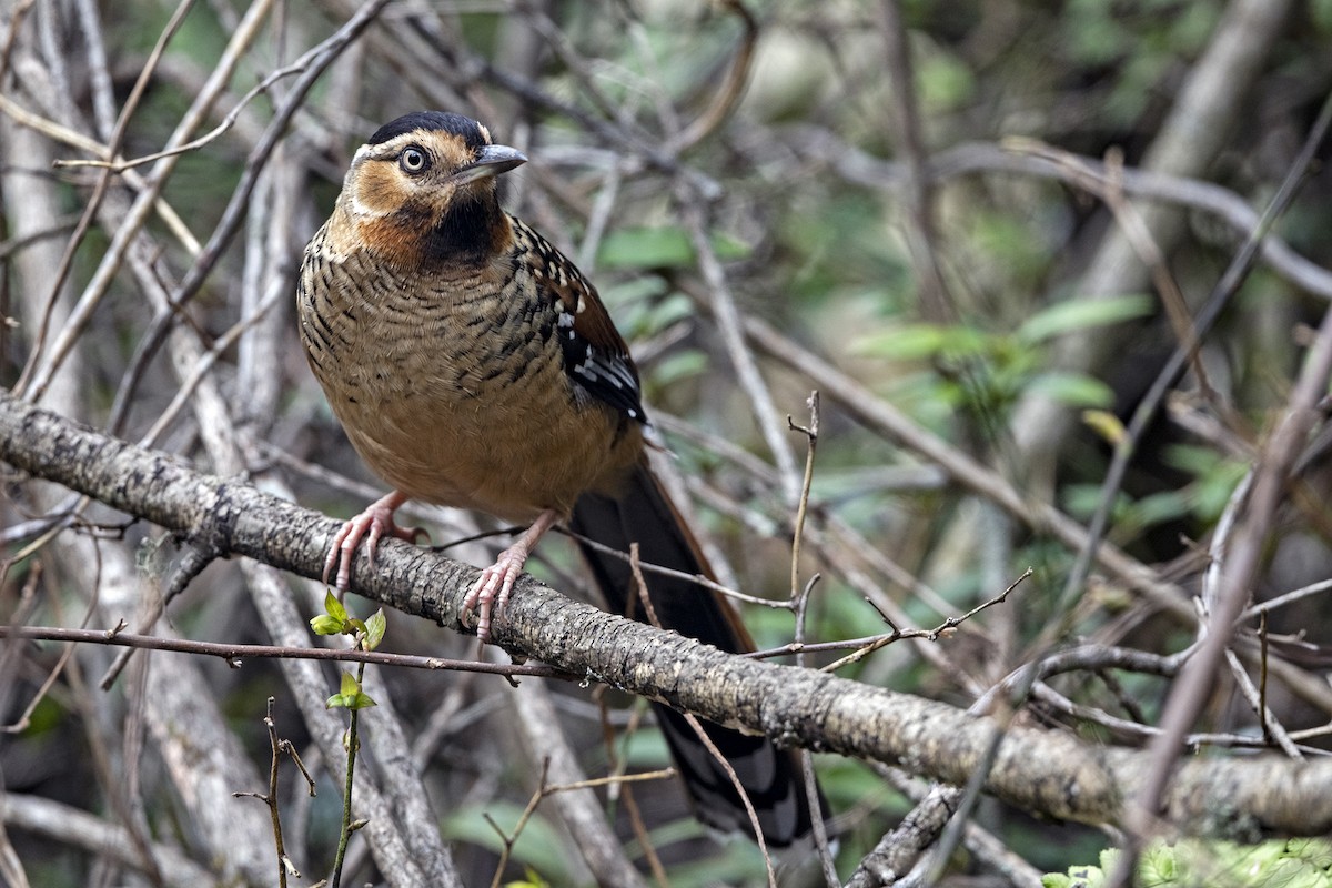 Spotted Laughingthrush (Black-headed) - ML647504980