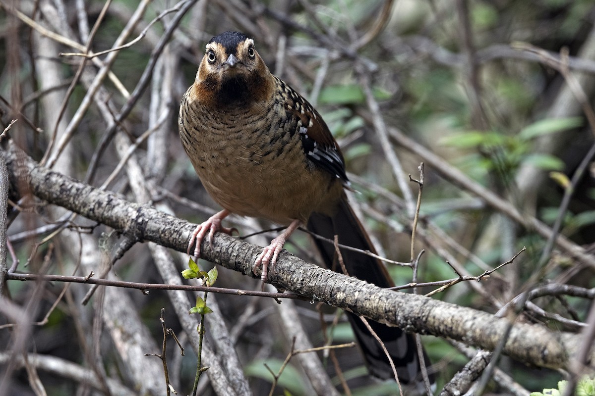 Spotted Laughingthrush (Black-headed) - ML647504981