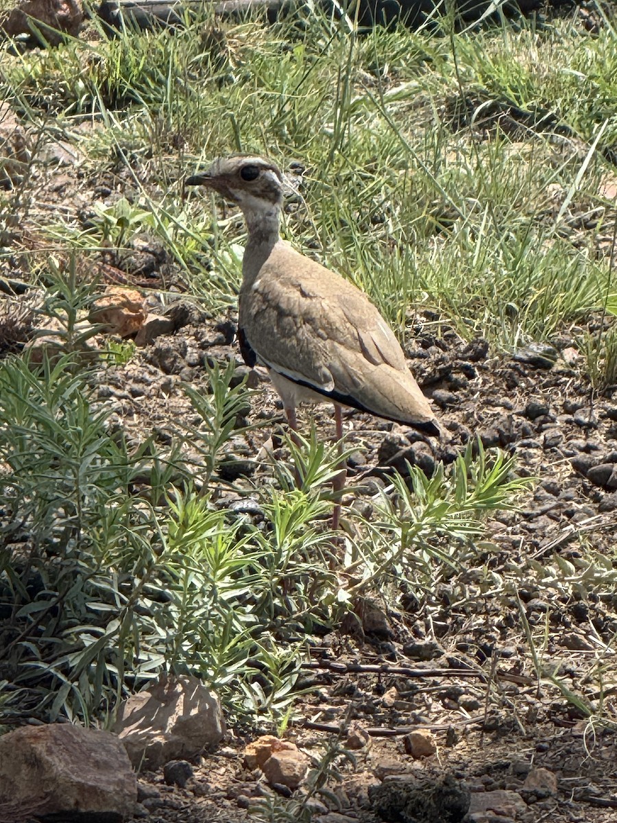 スミレスナバシリ - ML647504982