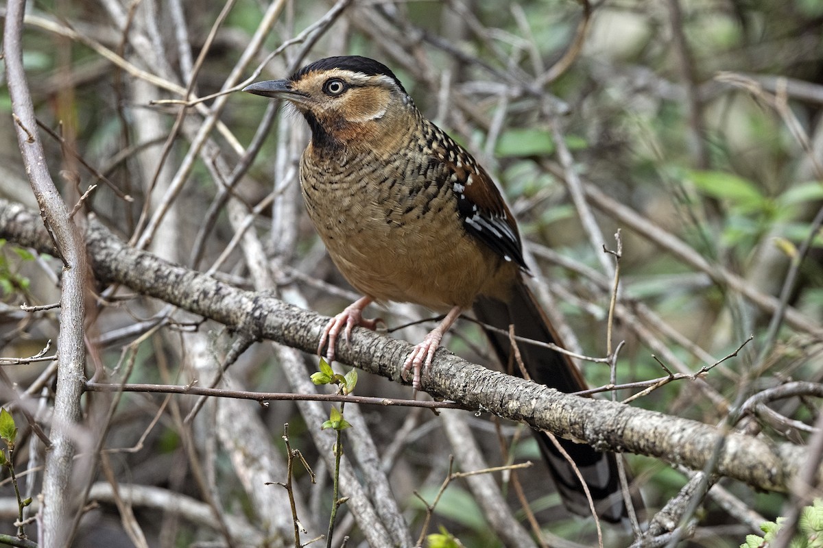Spotted Laughingthrush (Black-headed) - ML647504984