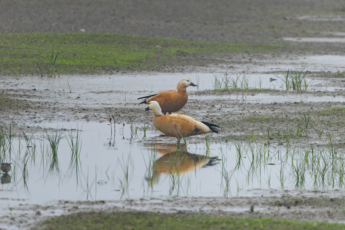 アカツクシガモ - ML647504985