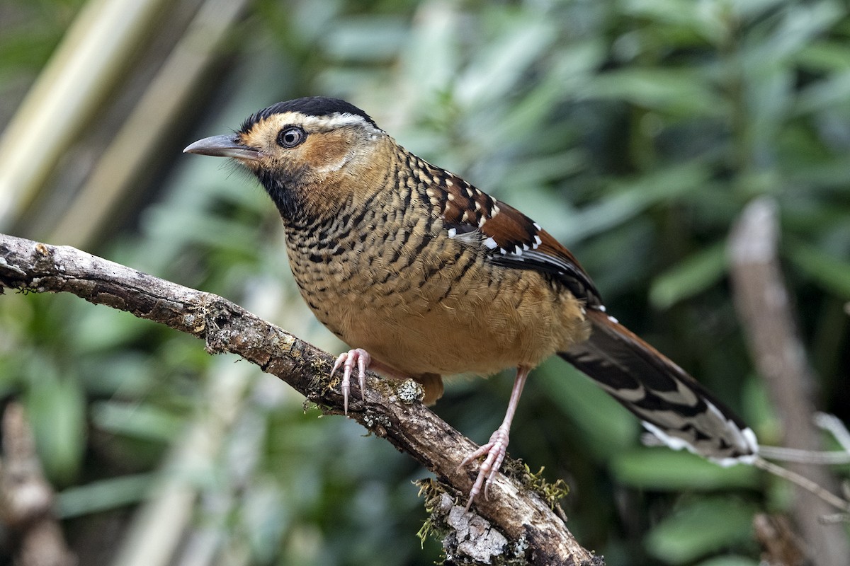 Spotted Laughingthrush (Black-headed) - ML647504988