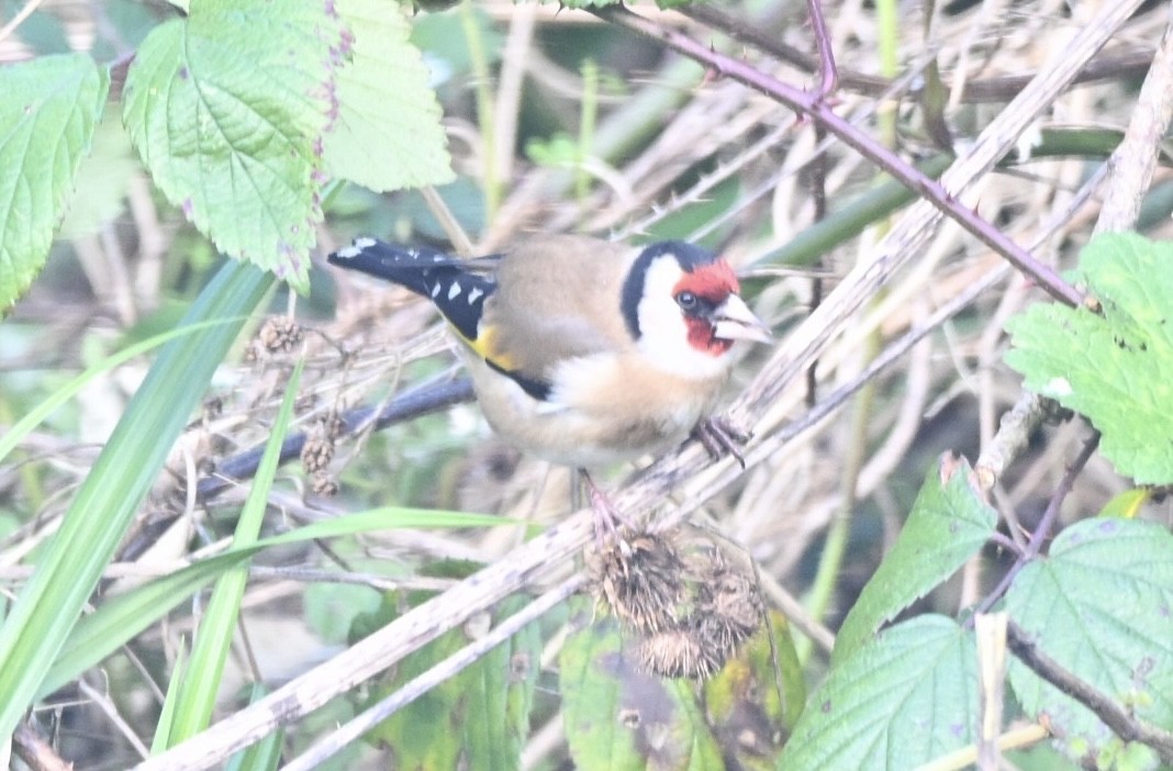 ゴシキヒワ - ML647504989