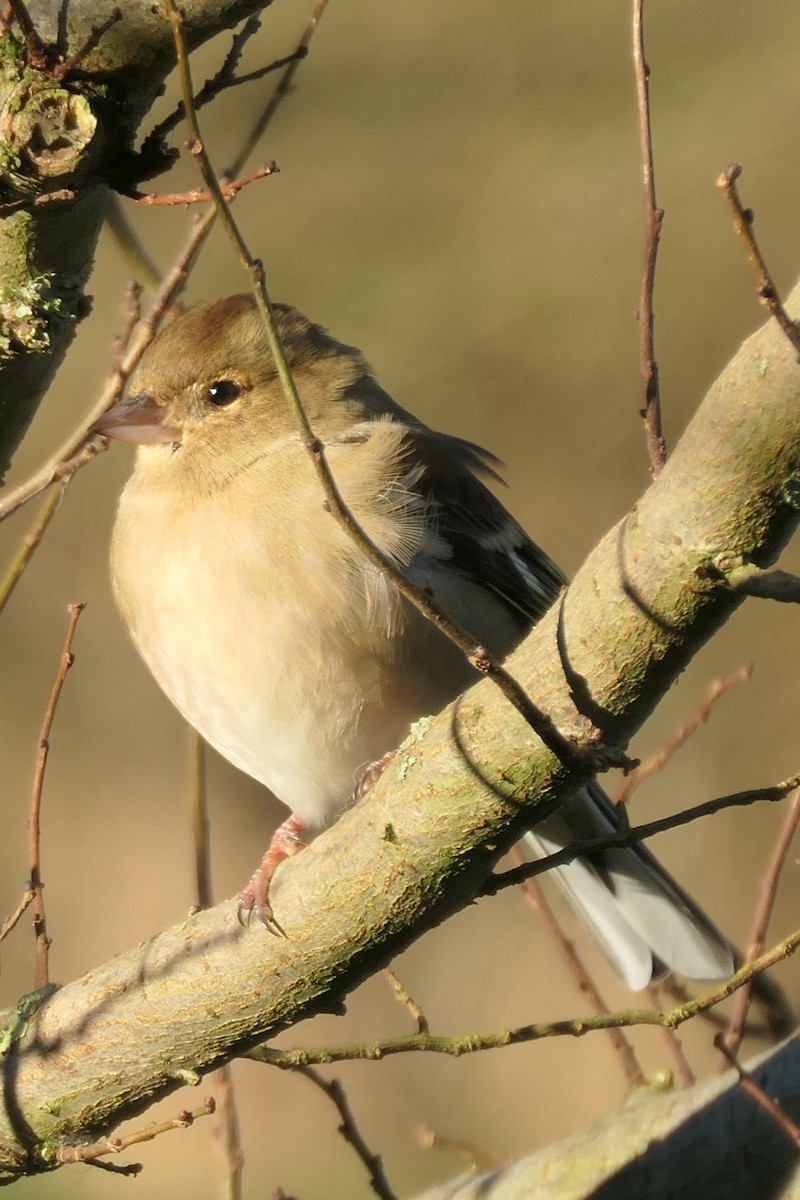 ズアオアトリ - ML647504990