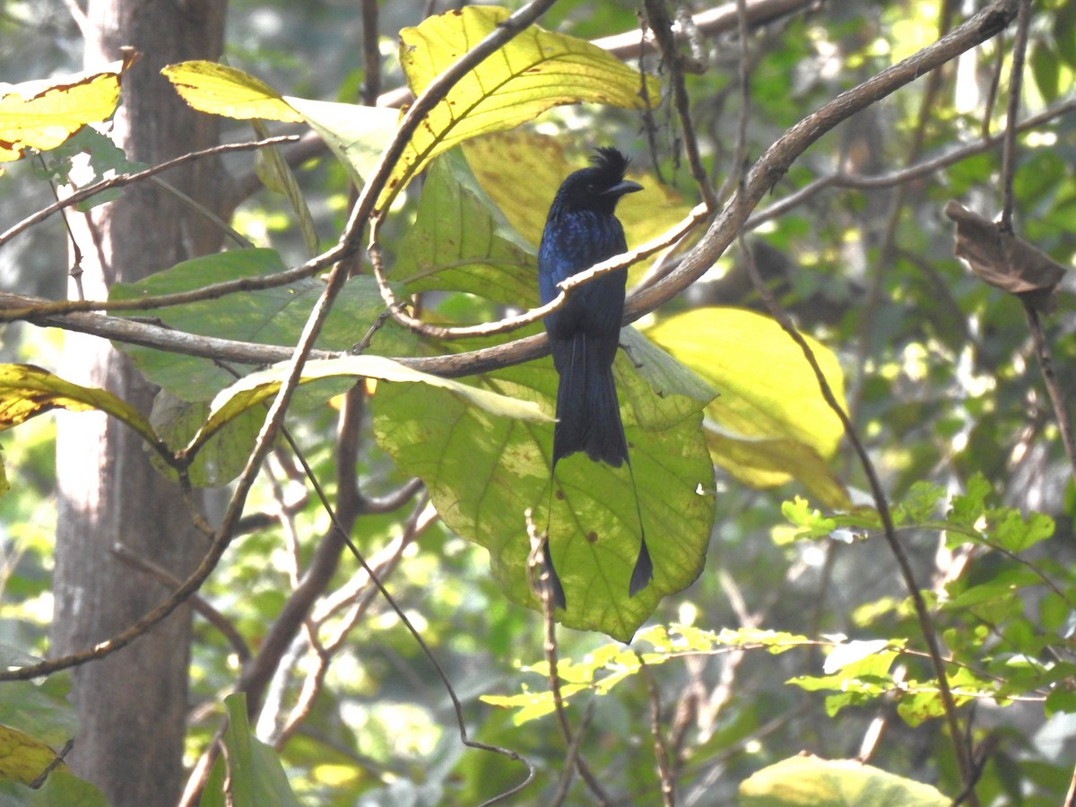 Райский дронго - ML647504991