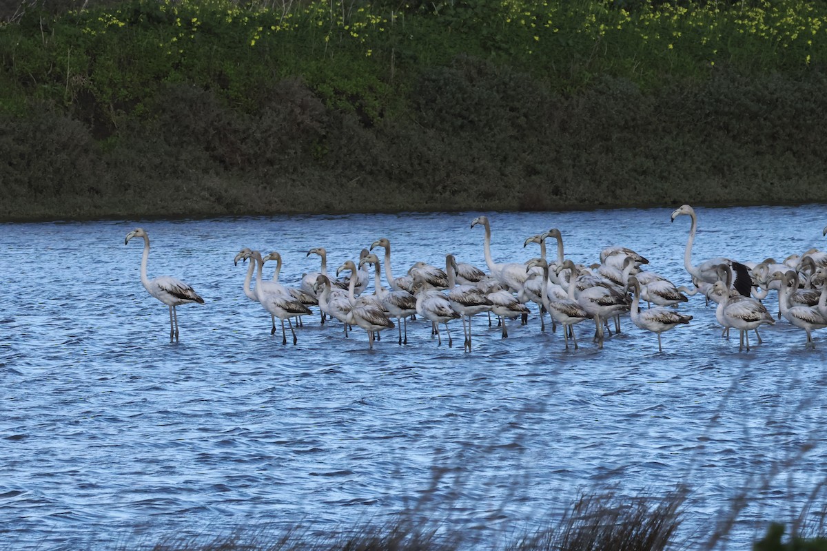 Розовый фламинго - ML647504992