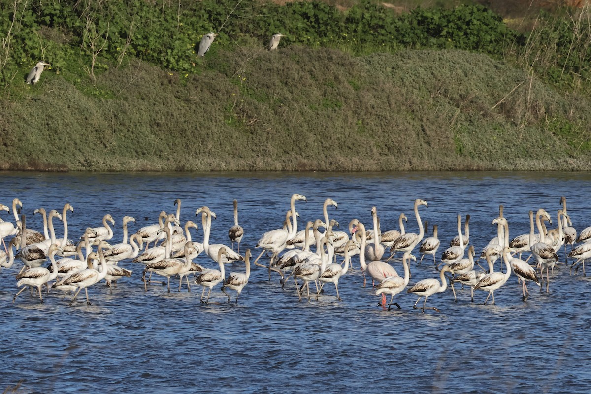 Розовый фламинго - ML647504993