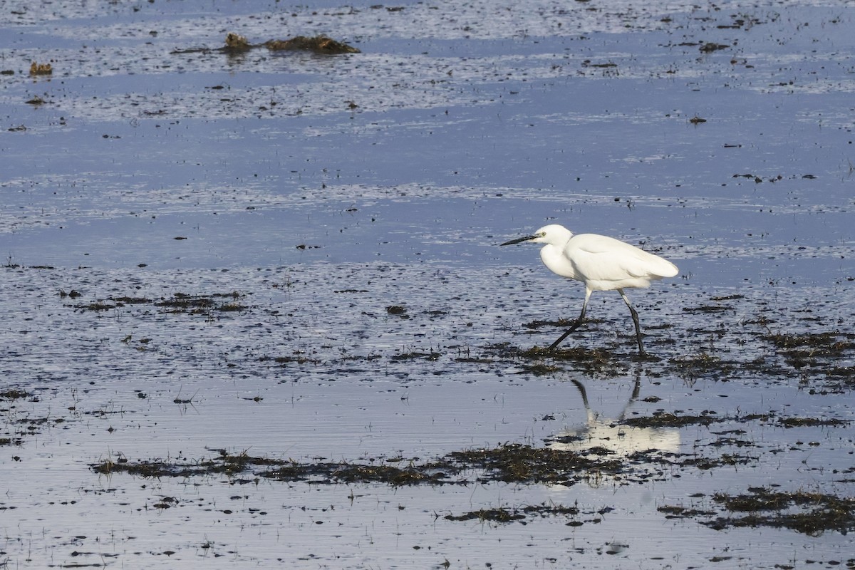 Малая белая цапля - ML647504994