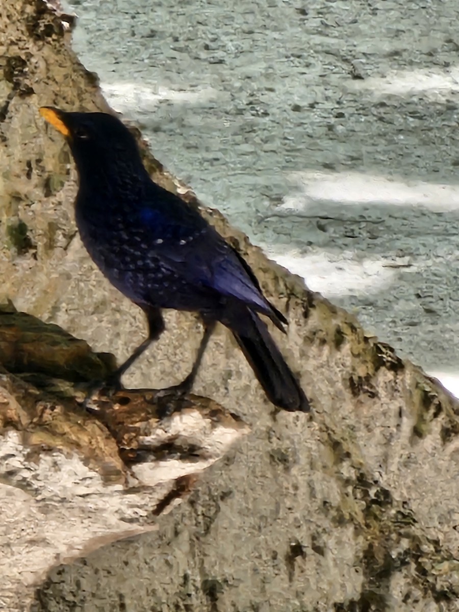 Синяя птица - ML647504995