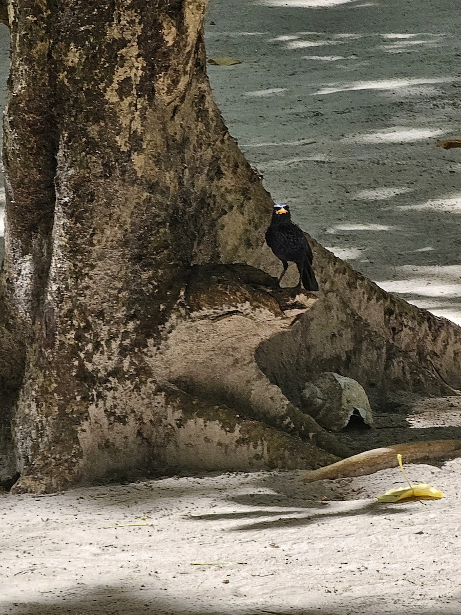 Синяя птица - ML647504996