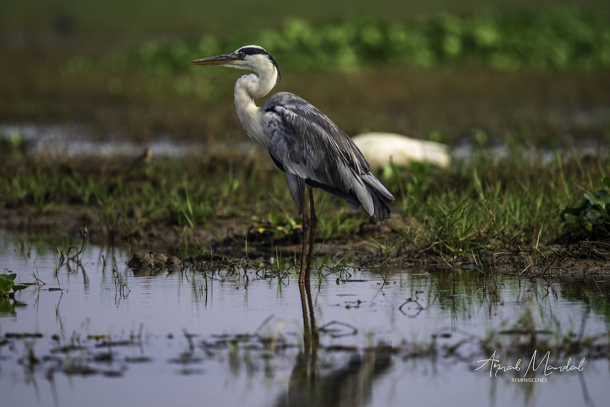 Серая цапля - ML647504997