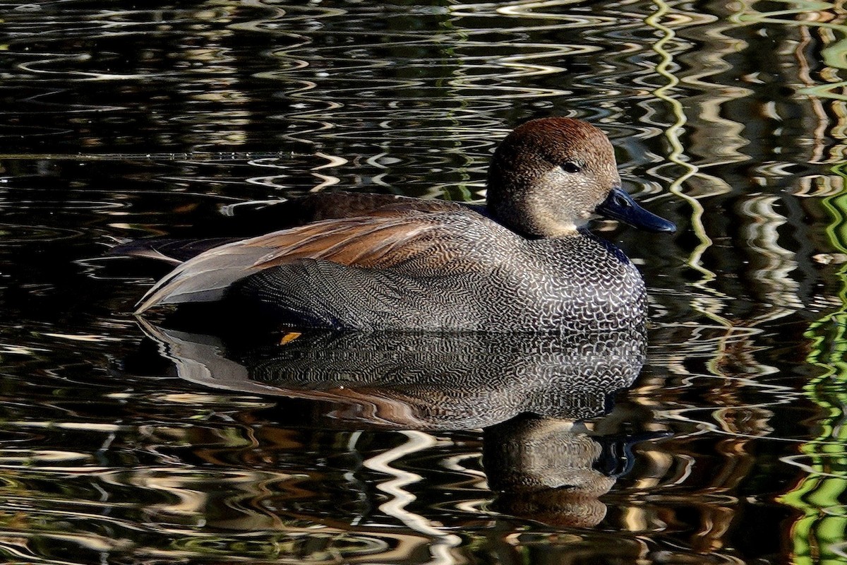 Серая утка - ML647504998