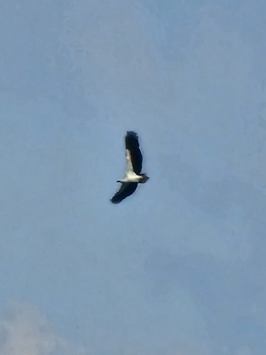 Белобрюхий орлан - ML647504999