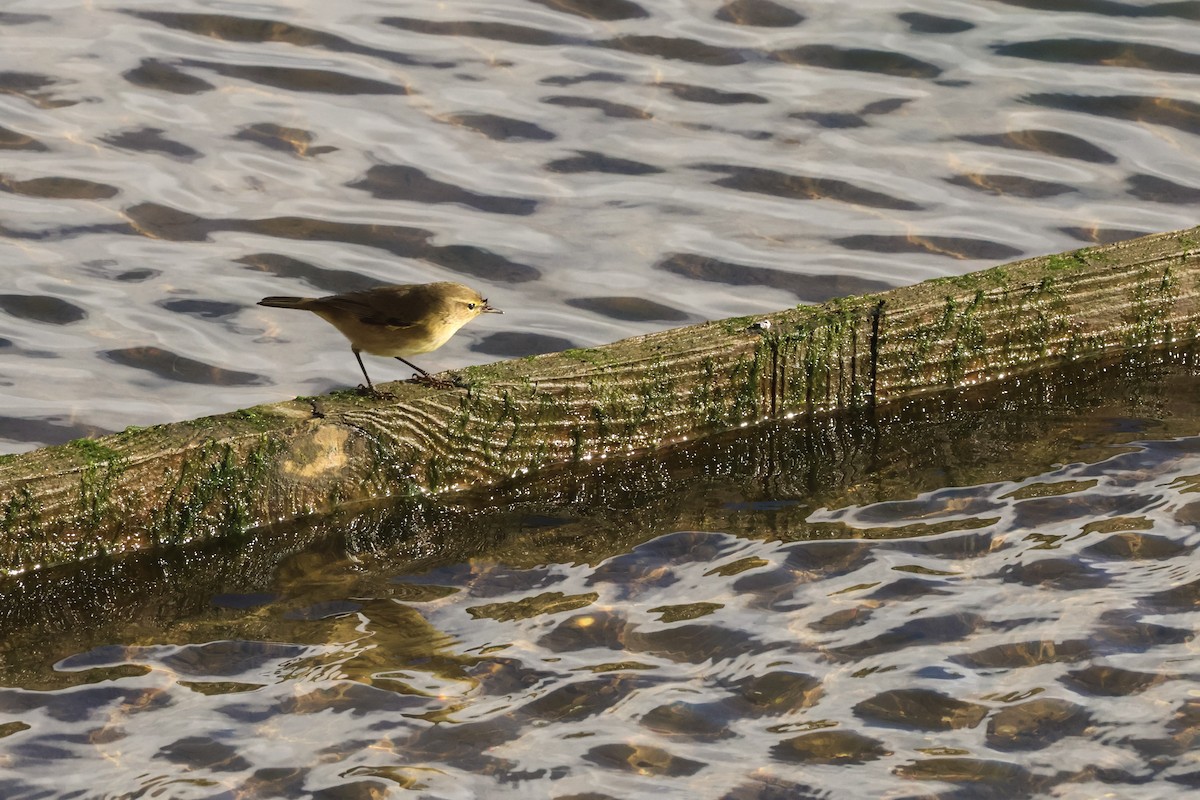 Пеночка-теньковка - ML647505001