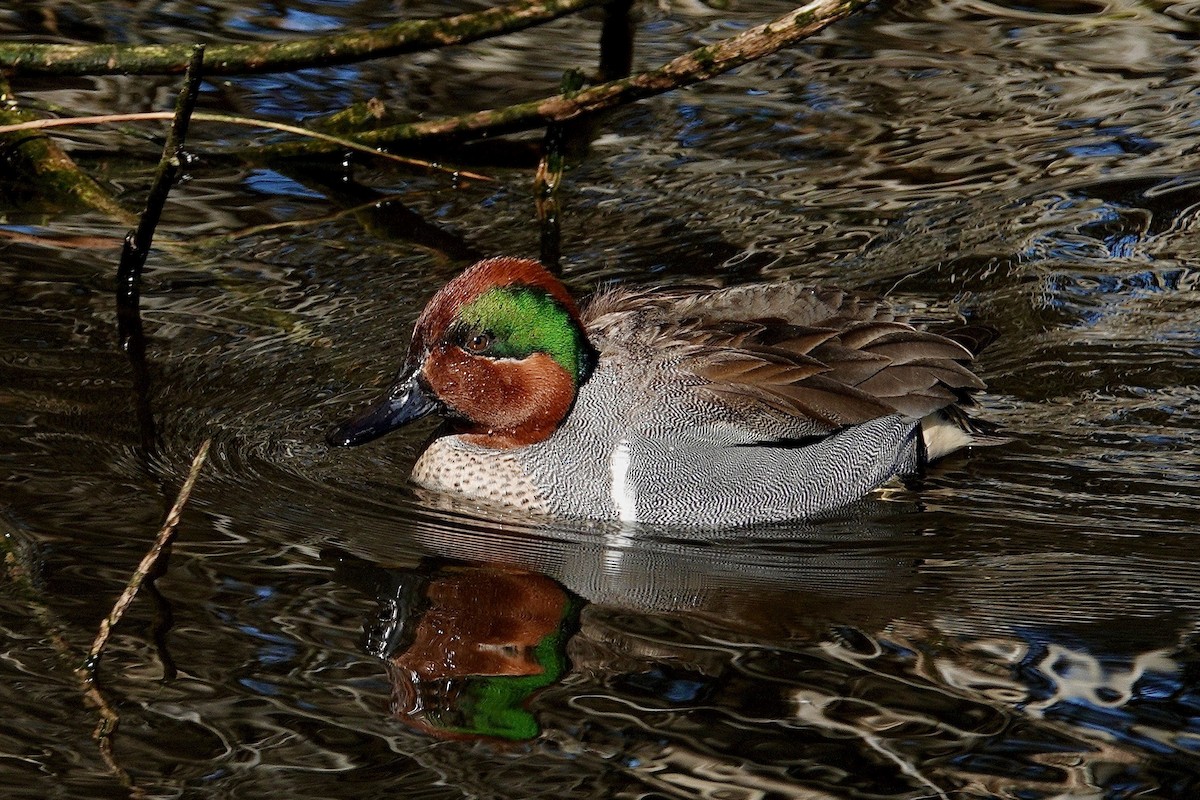 Чирок-свистунок - ML647505002