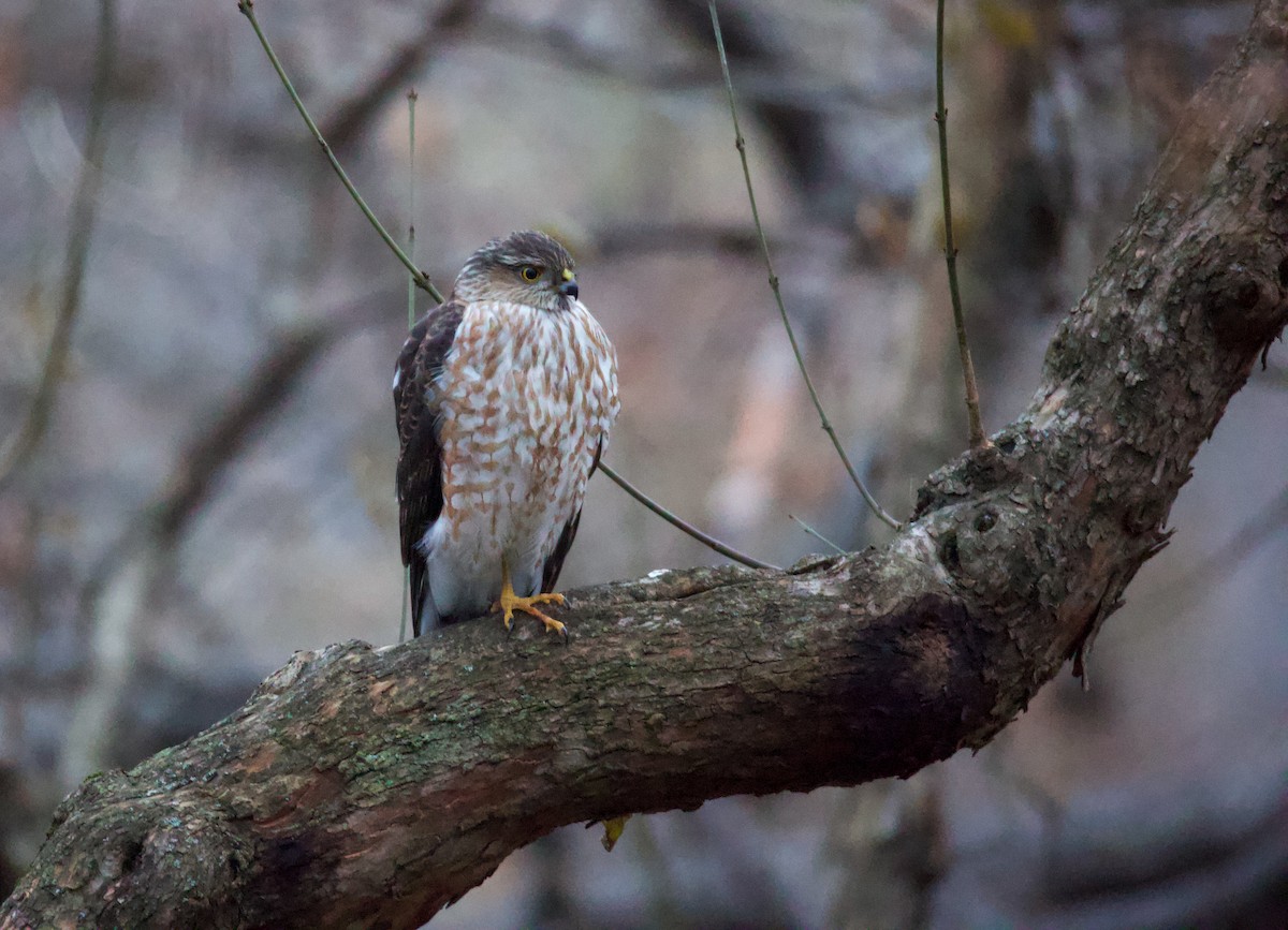 Американский перепелятник - ML647505003