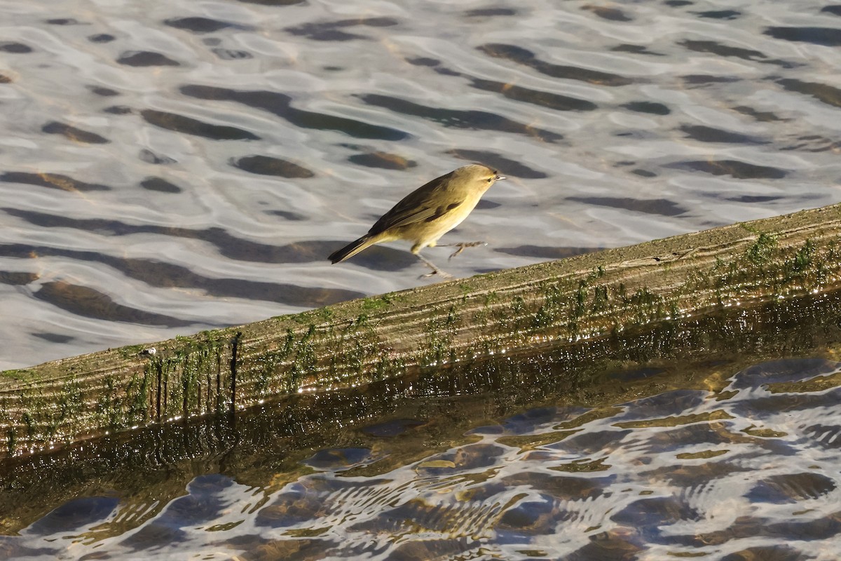 Пеночка-теньковка - ML647505004