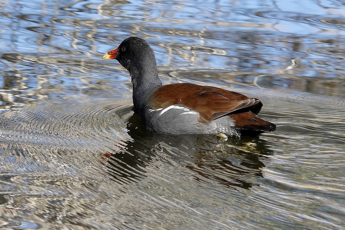 Американская камышница - ML647505005