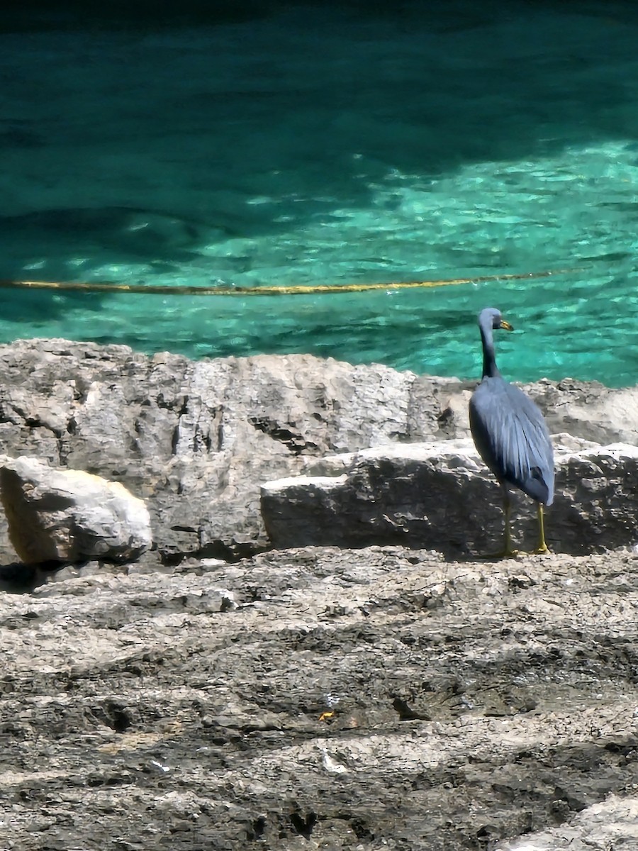 Восточная рифовая цапля - ML647505006