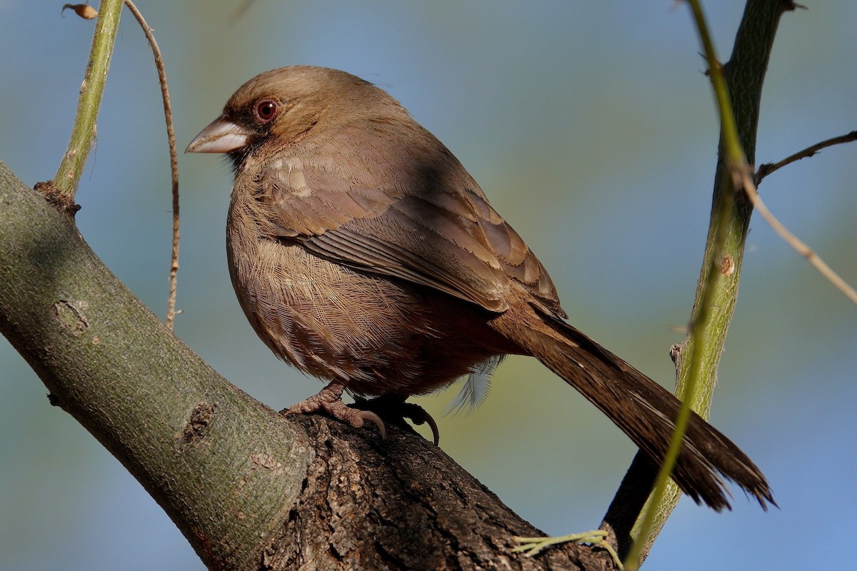 Чернолицый тохи - ML647505007