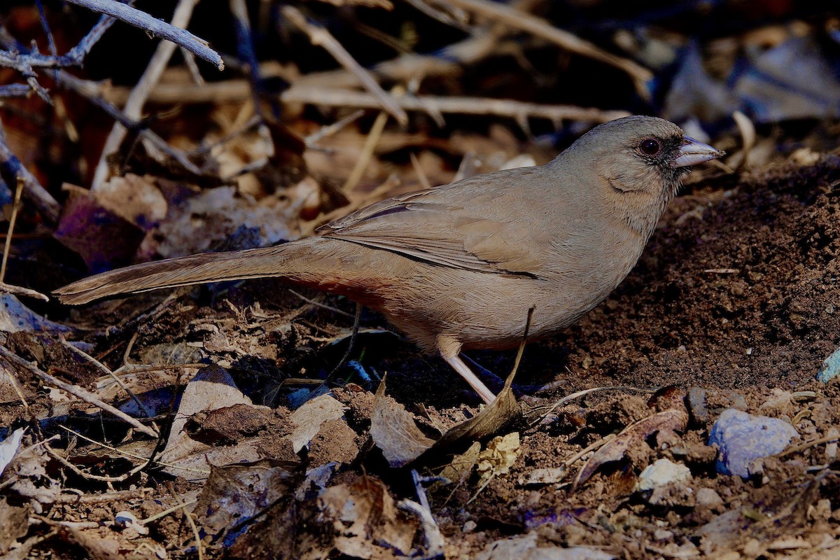 Чернолицый тохи - ML647505008