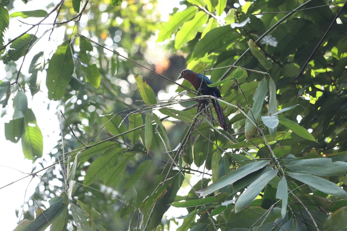 Каштановогрудая малкоа - ML647505009