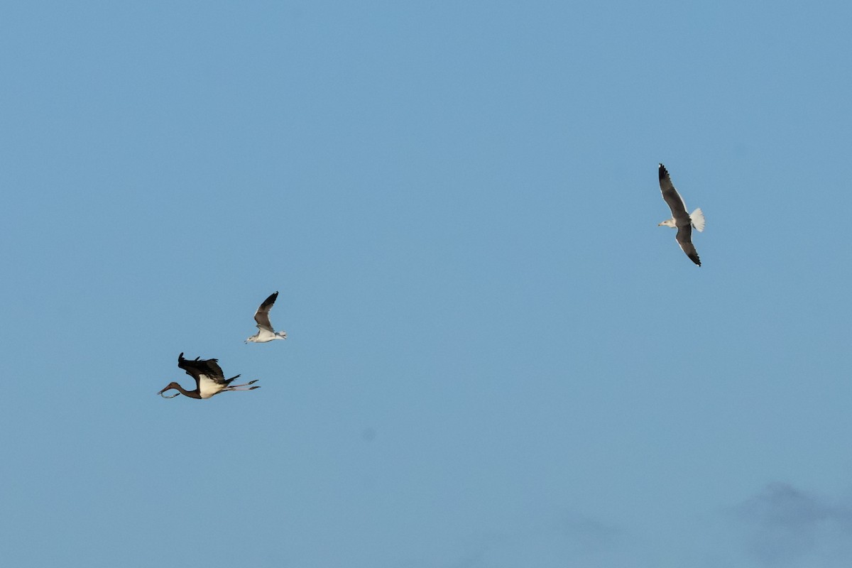 Чёрный аист - ML647505010