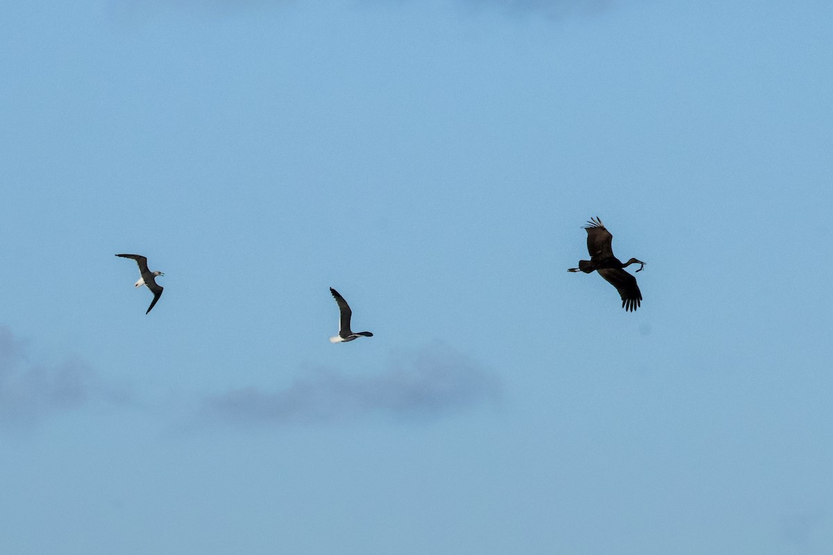 Чёрный аист - ML647505012