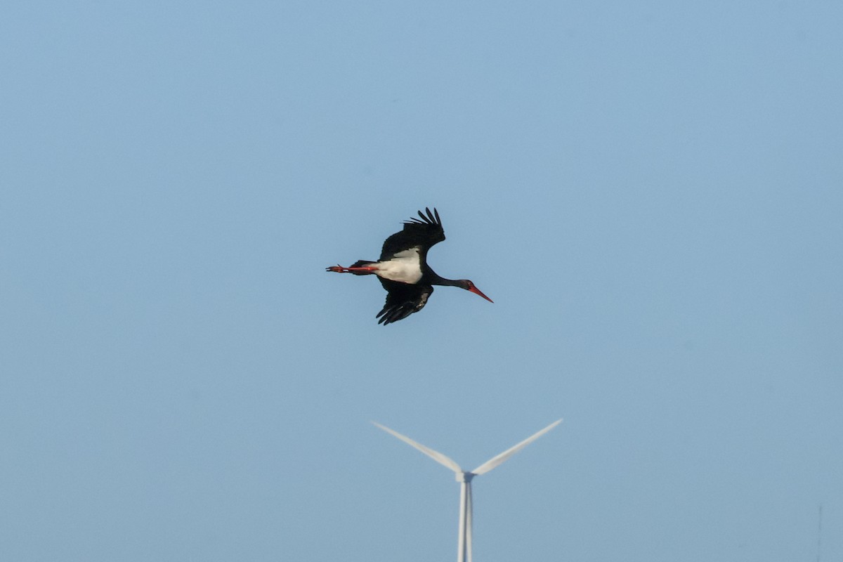 Чёрный аист - ML647505013