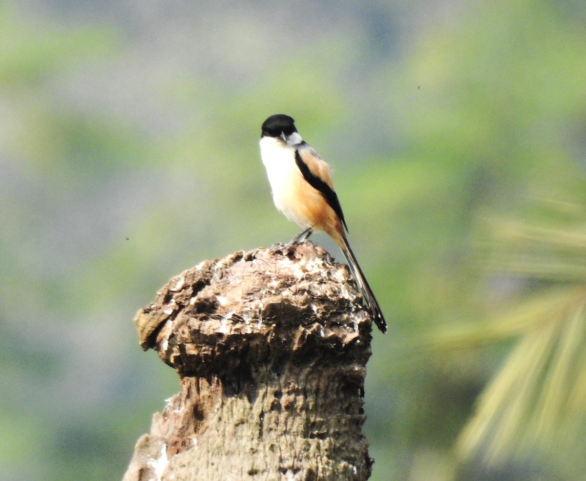 Длиннохвостый сорокопут - ML647505014