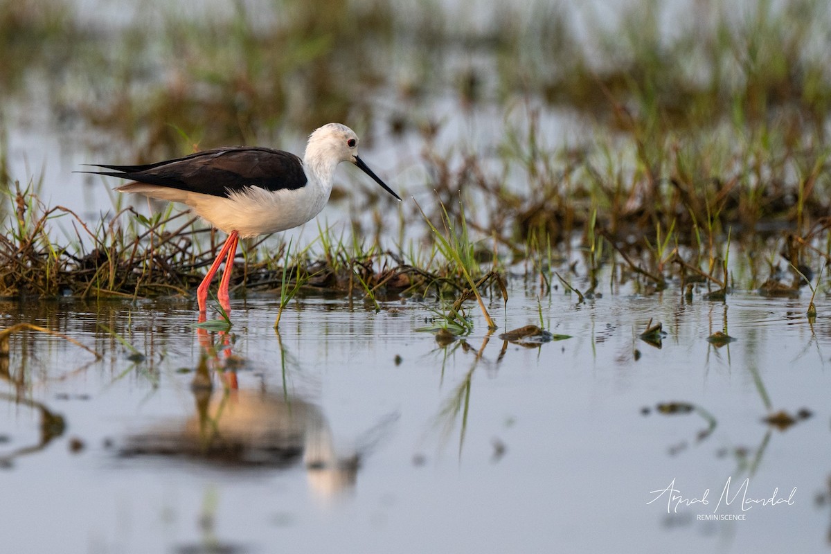 Ходулочник - ML647505015