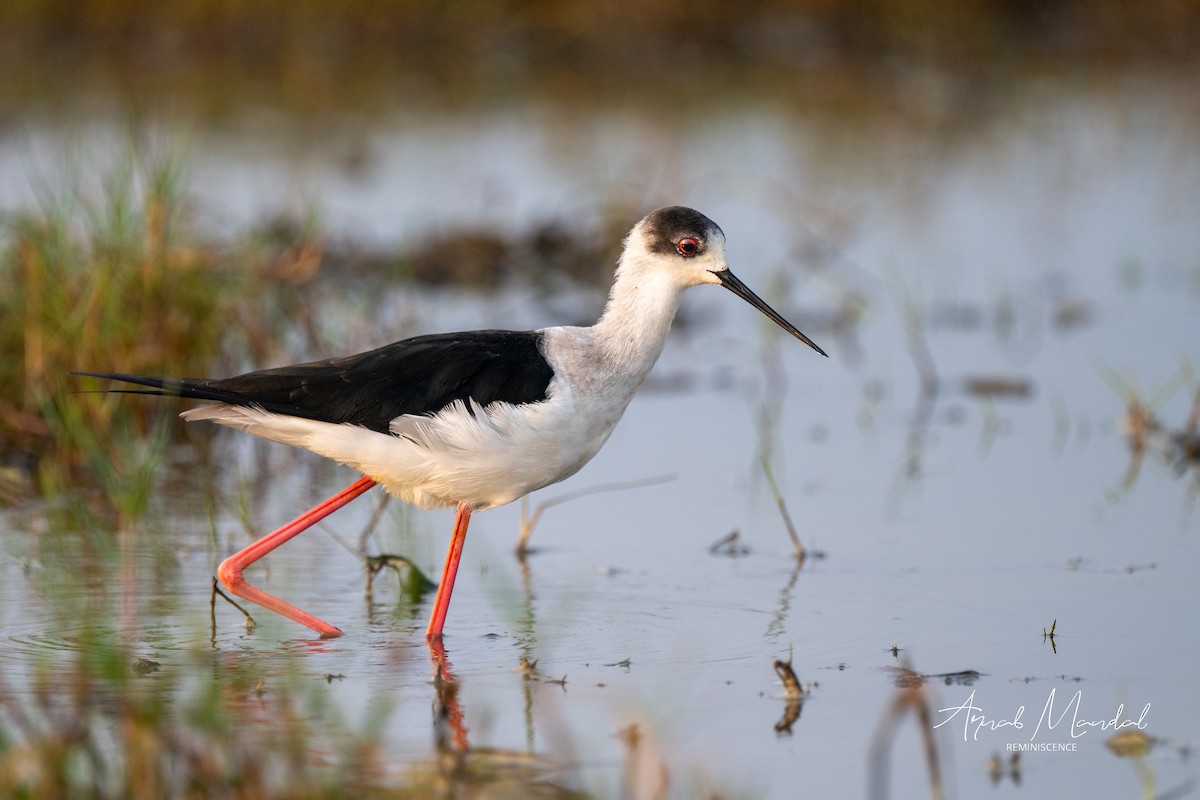 Ходулочник - ML647505016