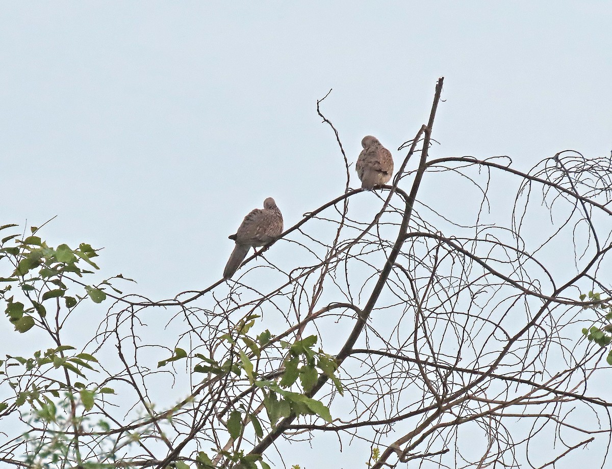 Китайская горлица - ML647505017