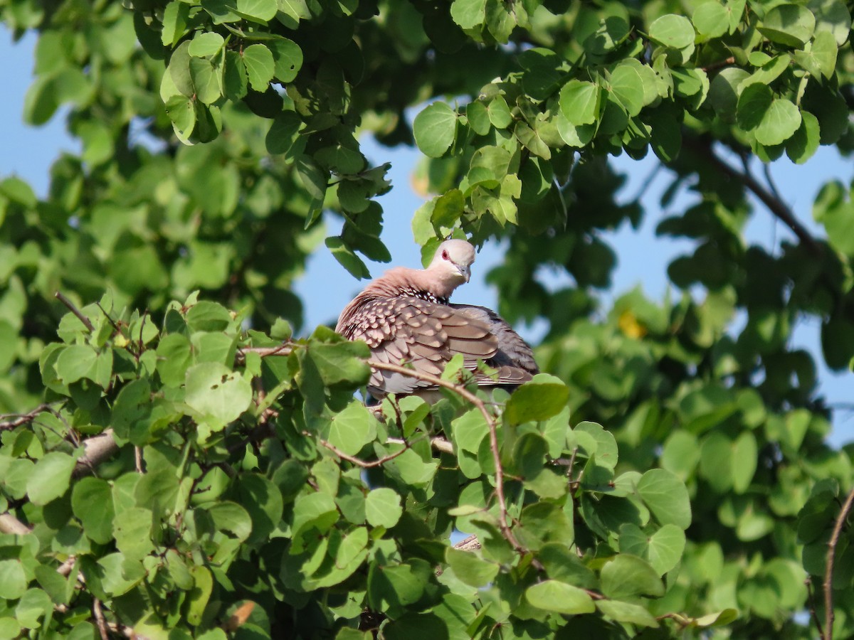 Китайская горлица - ML647505018