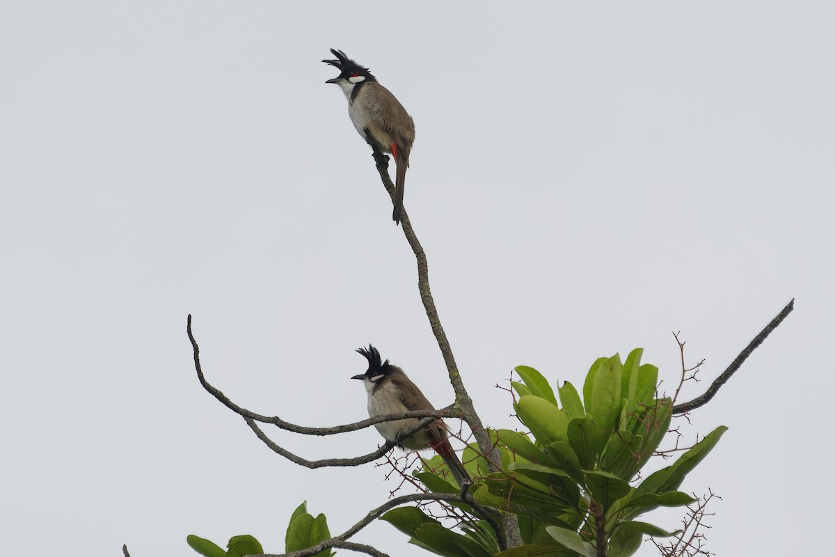 Красноухий бюльбюль - ML647505021