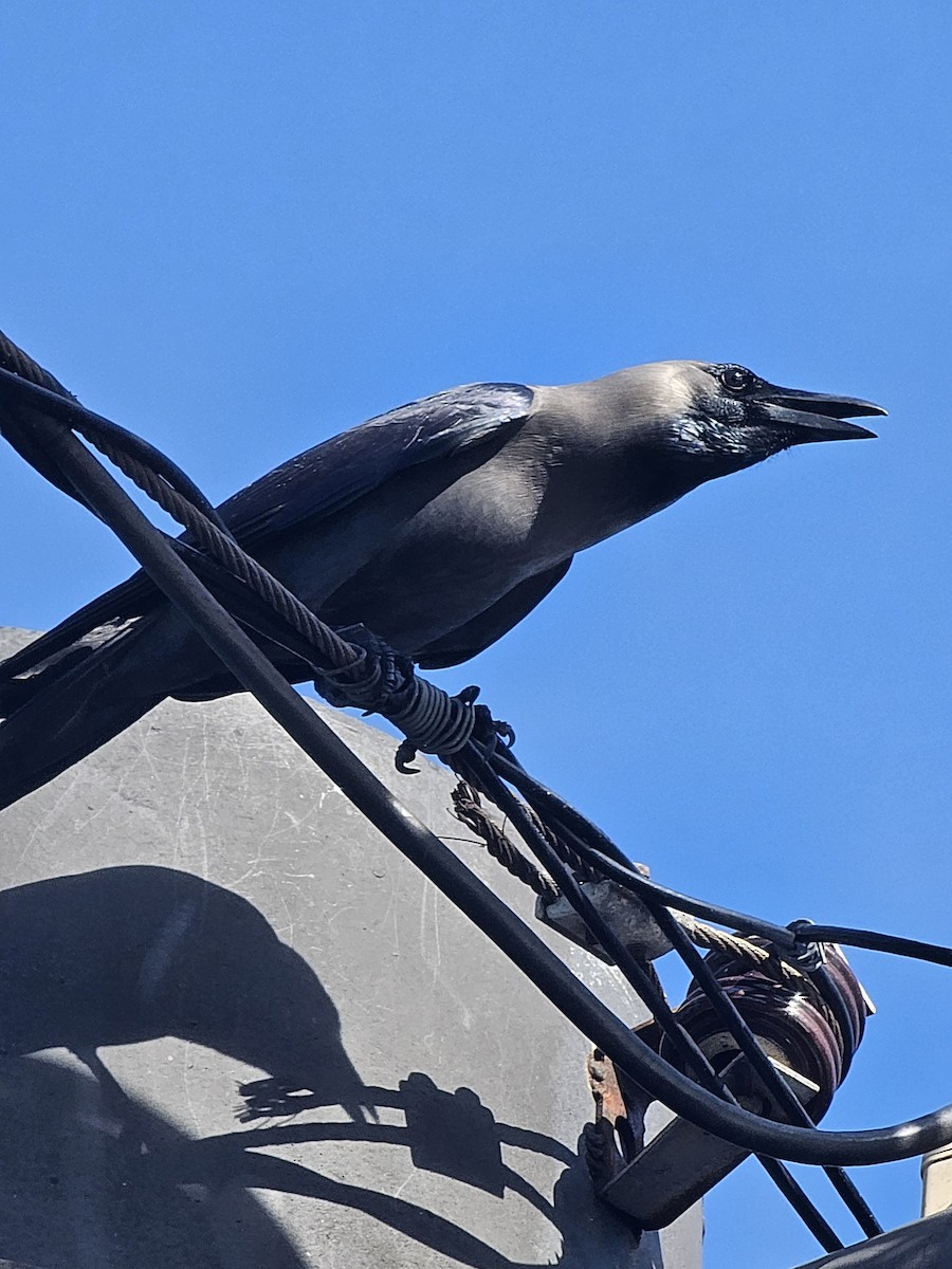 Домовая ворона - ML647505022