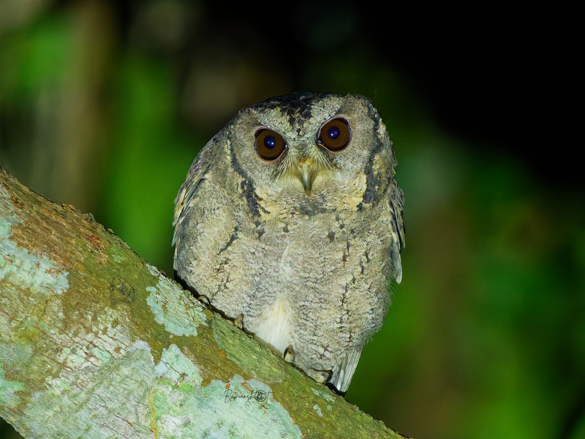 Сплюшка бангладеська - ML647505024