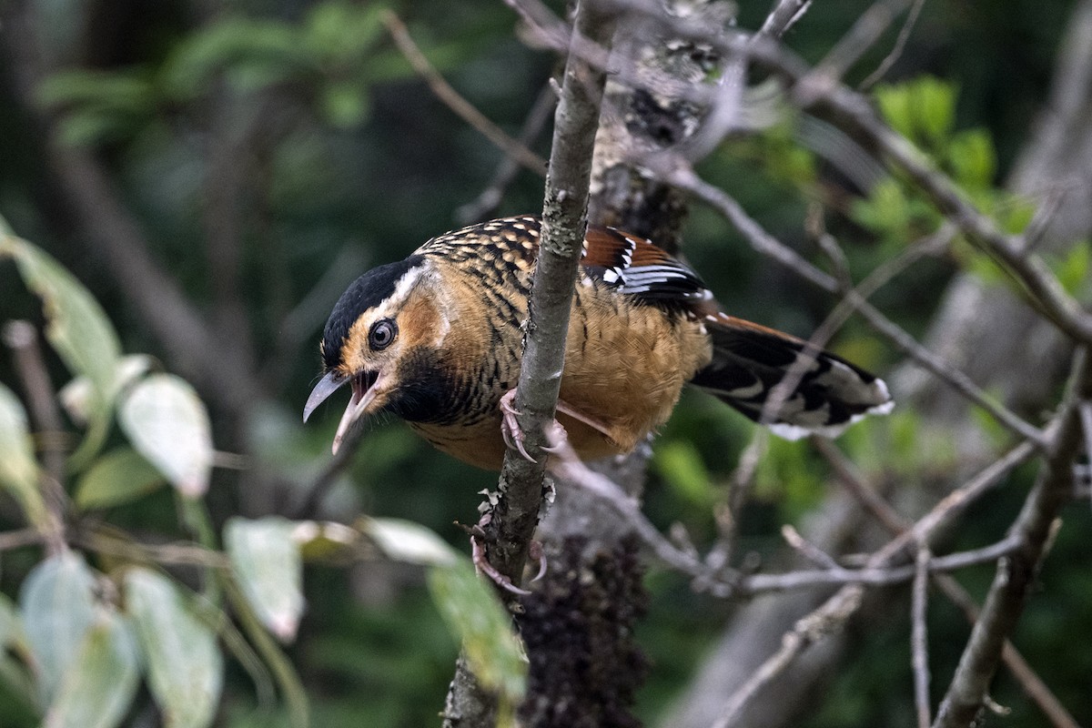 Spotted Laughingthrush (Black-headed) - ML647505025