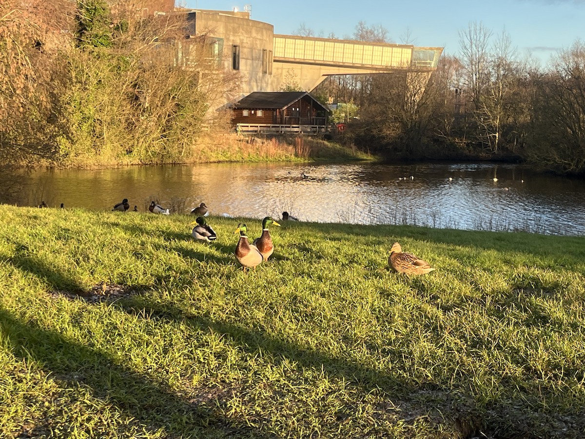 Крижень звичайний - ML647505027