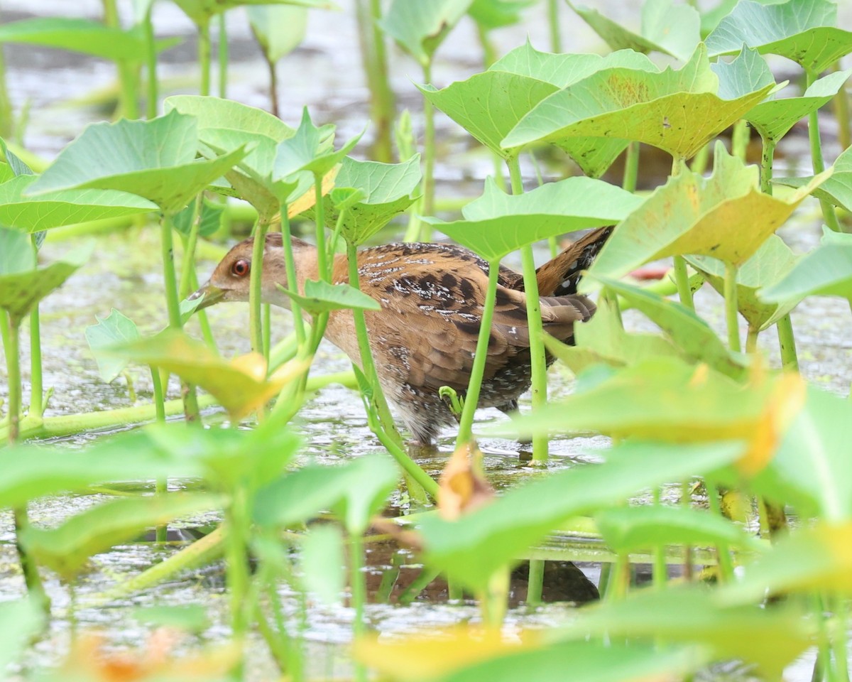Погонич-крихітка - ML647505029