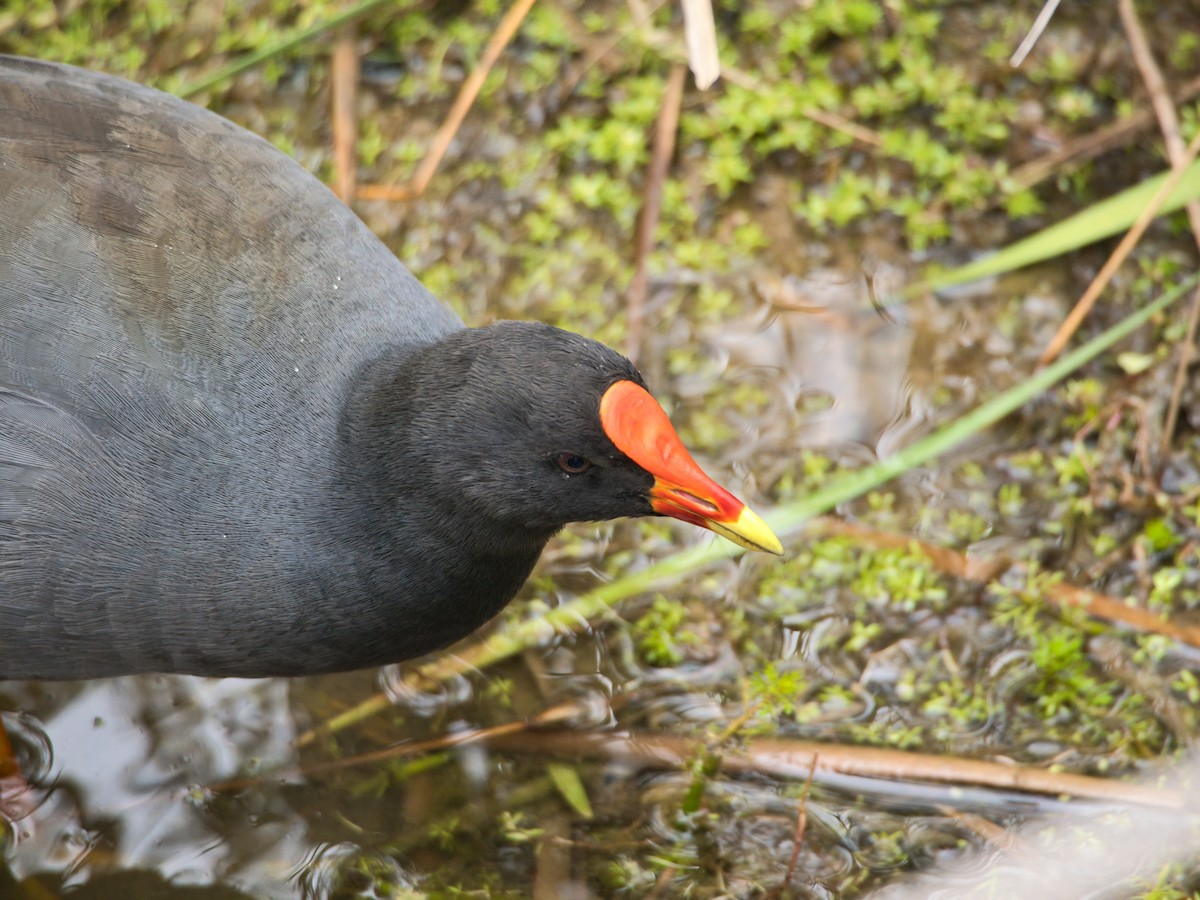 Курочка чорна - ML647505030