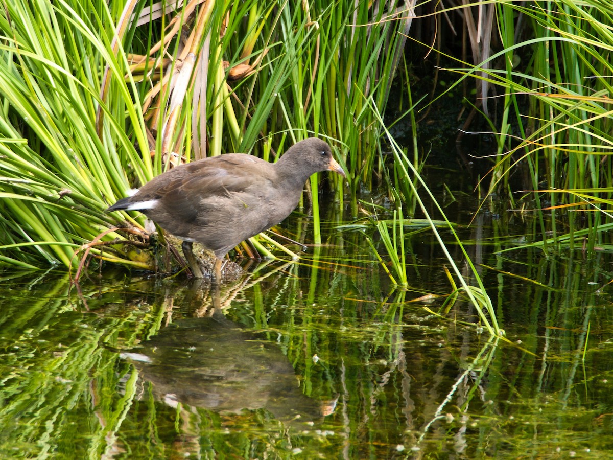 Курочка чорна - ML647505031