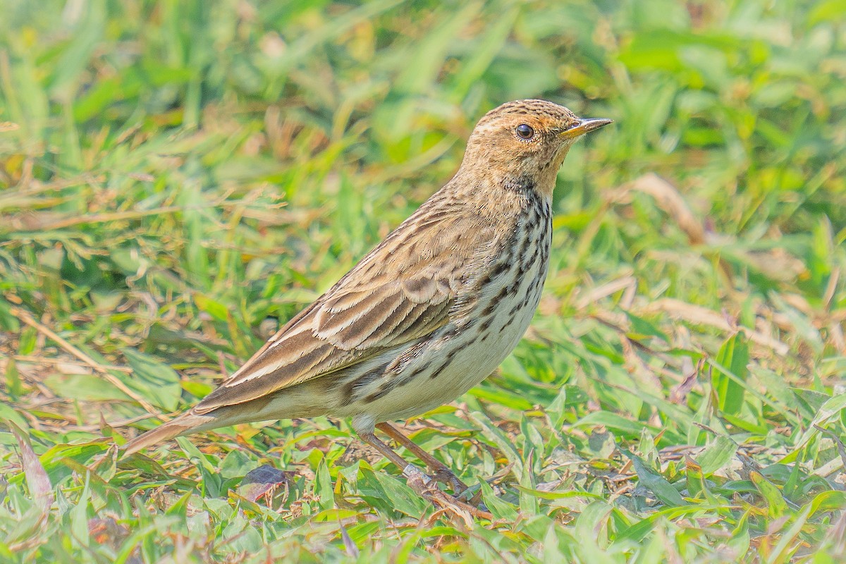 Щеврик червоногрудий - ML647505035