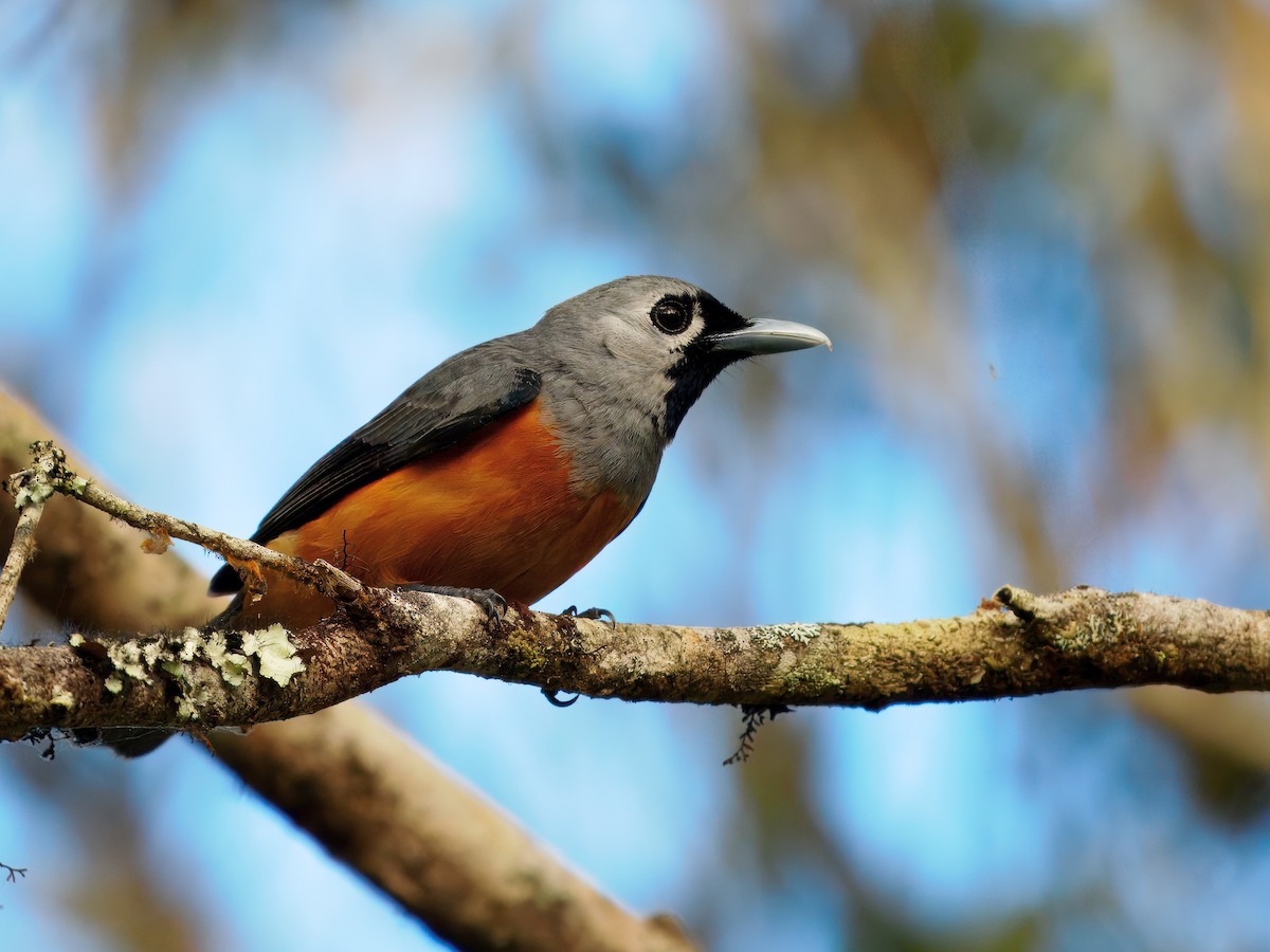 Монарх масковий - ML647505036