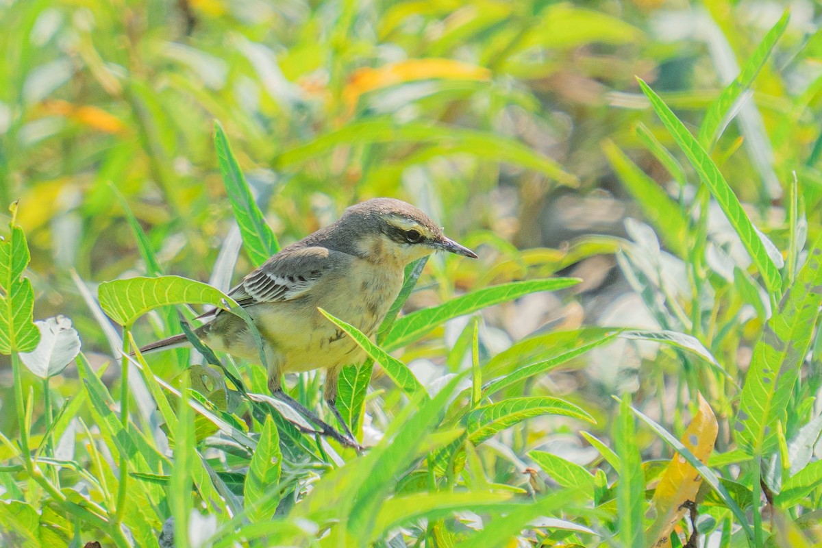 Плиска аляскинська - ML647505037